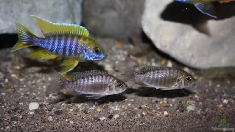 Was versteht man unter Sexualdimorphismus?