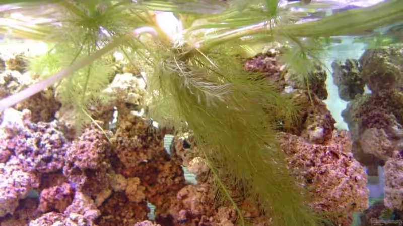 Eichhornia crassipes im Aquarium pflegen (Einrichtungsbeispiele für Dickstielige Wasserhyazinthe)