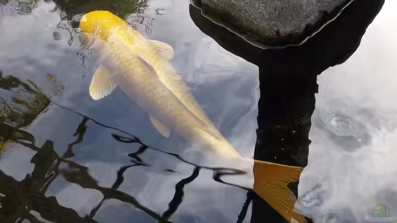 Wasserwechsel im Gartenteich