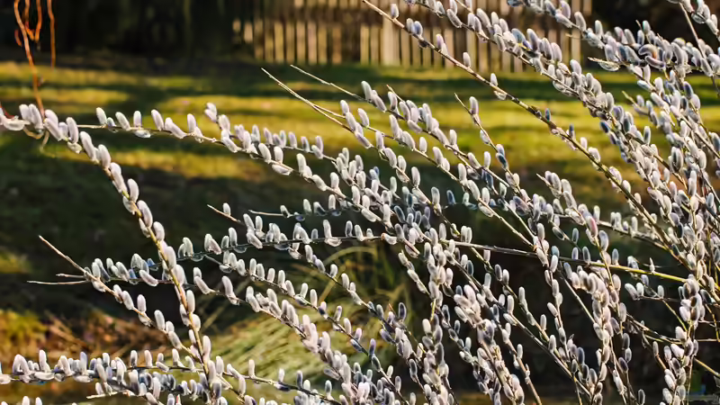 Weidenkätzchen: Frühlingserwachen im Garten