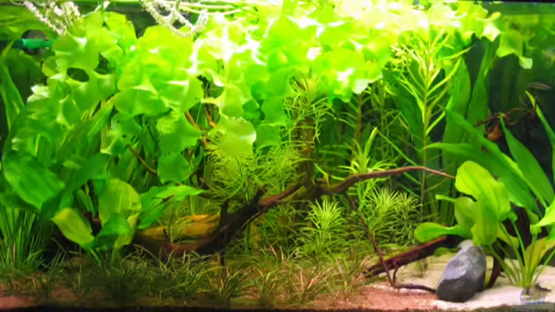 Aponogeton ulvaceus im Aquarium pflanzen (Einrichtungsbeispiele mit Ulvaceus-Wasserähre)