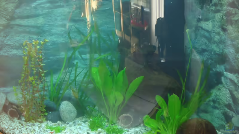 Liliaeopsis mauritiana im Aquarium pflegen (Einrichtungsbeispiele für Mauritius-Graspflanze)