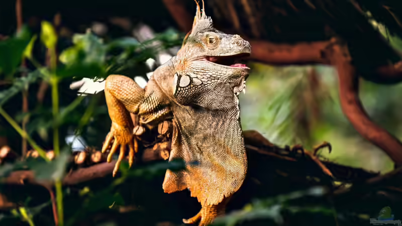 Welche 4 Gruppen von Reptilien gibt es? - Ein Leitfaden für Terraristik-Fans