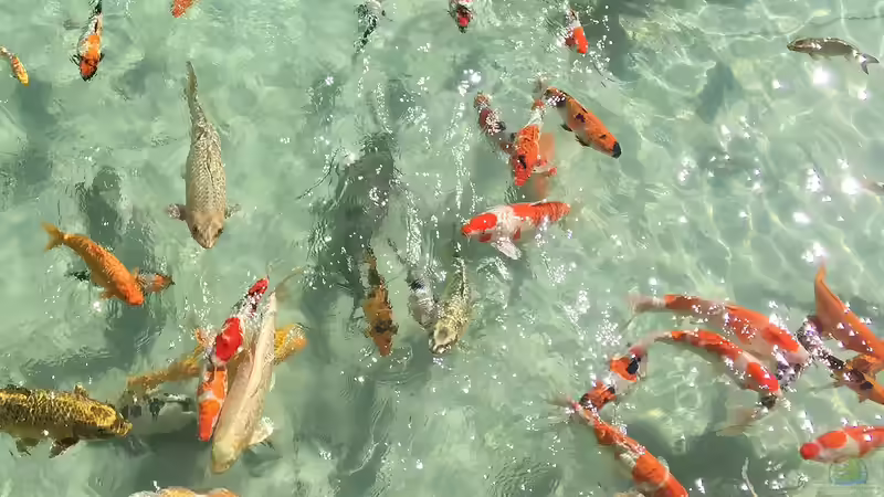 Welche Fische können zu Goldfischen in den Gartenteich gesetzt werden?
