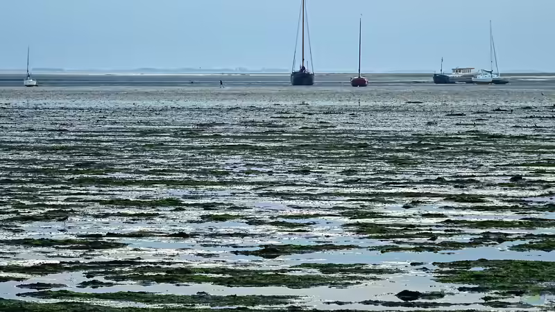 Welche Fische leben im Wattenmeer?