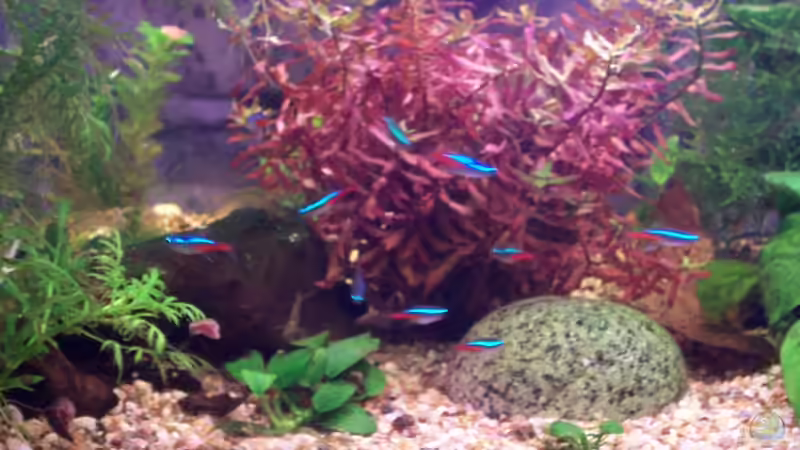 Welche Fische leuchten im Aquarium?