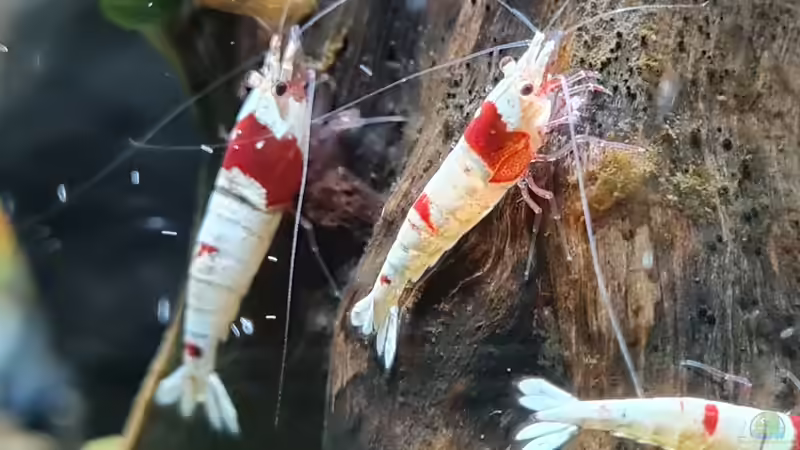 Welche Garnelenart passt am besten in mein Aquarium? Ein umfassender Leitfaden für Garnelenliebhaber