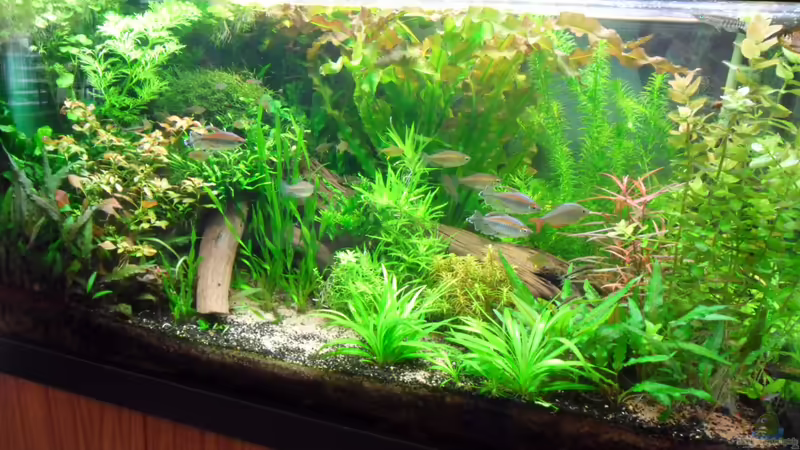 Welche Gefahr besteht, wenn man Pflanzen hat und kein CO2 zuführt?