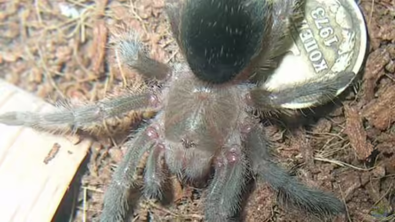 Welche ist die friedlichste Vogelspinne? - Arten für Anfänger und ruhige Gemüter