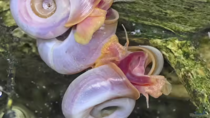 Welche Schnecken fressen Algen im Gartenteich?