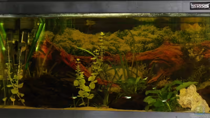 Welse und kakadufrau im Versteck Welse und kakadufrau im Versteck