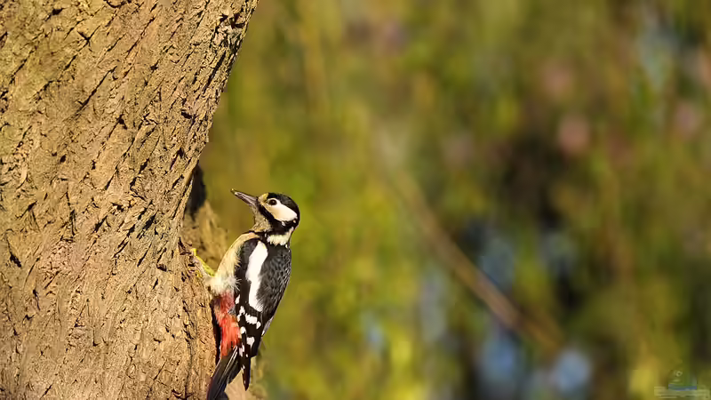 Wenn der Specht klopft: Was bedeutet es für den Baum?
