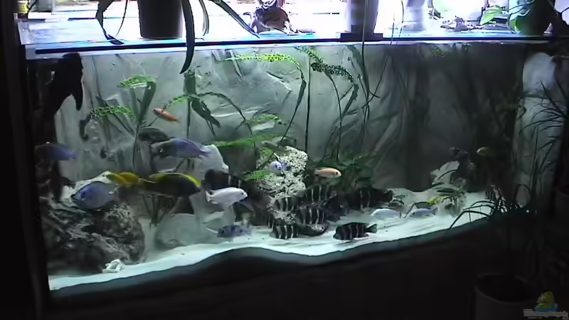 Wer findet mein Kater Pauli auf dem Foto!!! Wer findet mein Kater Pauli auf dem Foto!!!