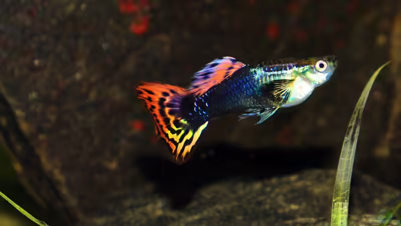 Wer mit wem? Guppys vergesellschaften