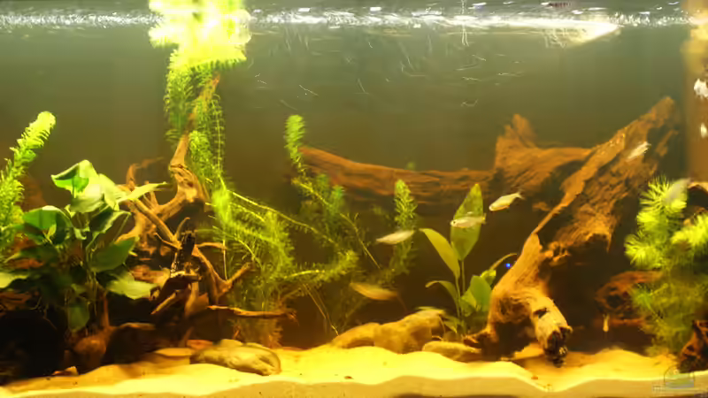 Westafrikaaquarium mit Erstbesatz Westafrikaaquarium mit Erstbesatz