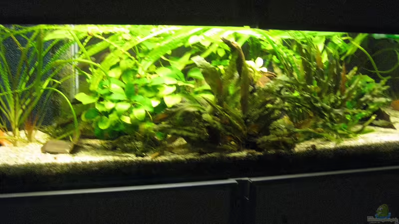 Westafrikaaquarium Westafrikaaquarium