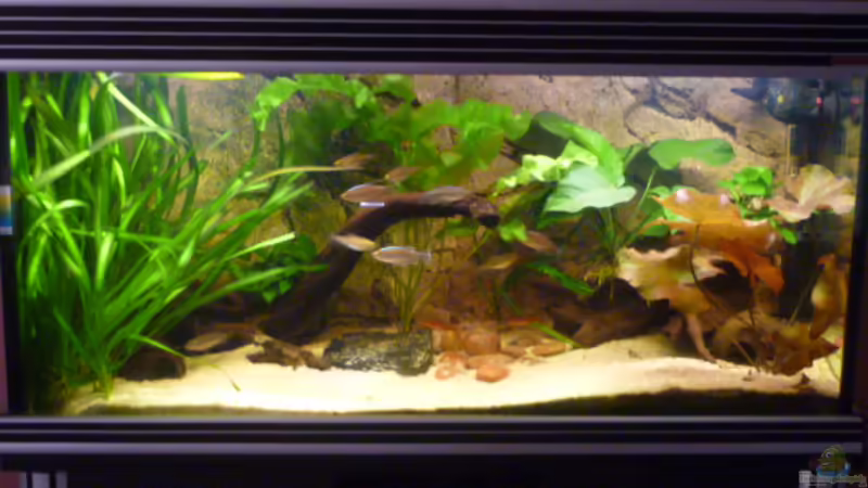 Westafrikanische Gesellschaft Westafrikanische Gesellschaft