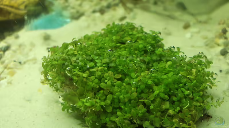 Wichtigster Bestandteil der Brücke: Das Kubanische Perlkraut Wichtigster Bestandteil der Brücke: Das Kubanische Perlkraut