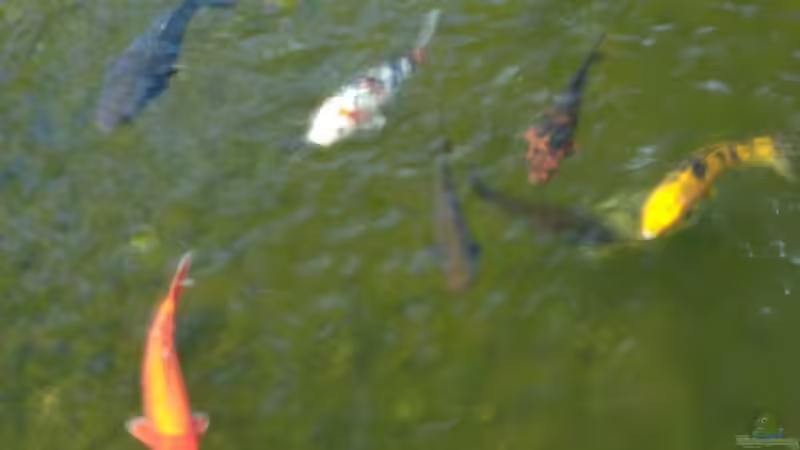Wie alt werden Koi Fische im Teich?