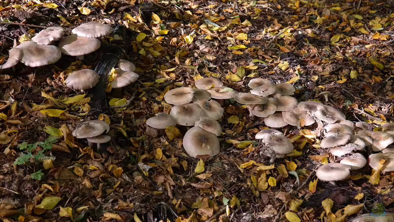 Wie entsteht ein Hexenring?