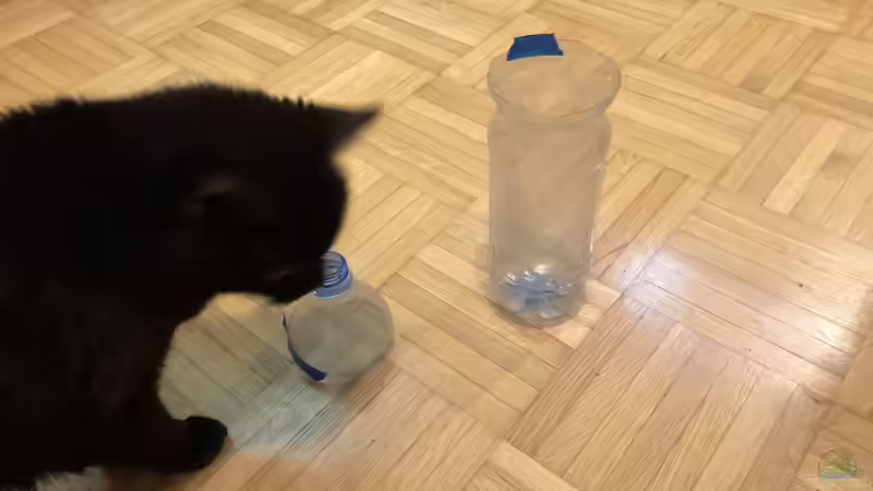 Wie fängt man flotte Fische im Aquarium?