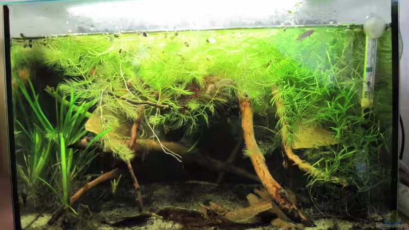 Wie kann ein Aquarium techniklos betrieben werden?