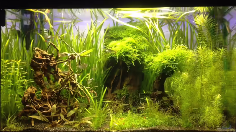 Wie kann man als Aquarianer Geld sparen?