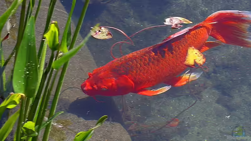 Wie kann man Elemente aus dem Feng-Shui in die Gestaltung des Gartenteichs integrieren?