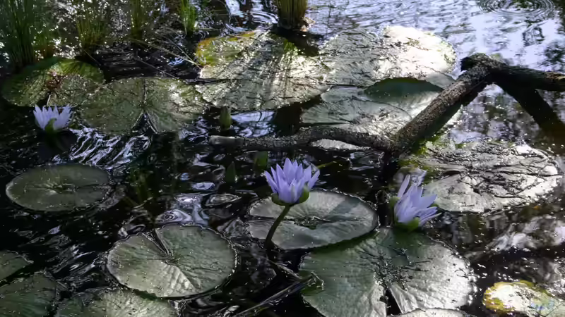 Wie Wasserpflanzen die Wasserqualität in Aquarien und Gartenteichen verbessern
