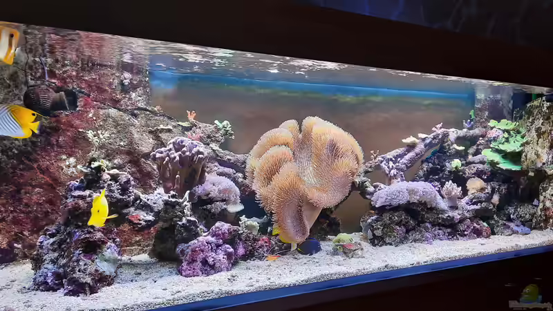 Wieviel kostet ein Aquarium im Monat? Die realen laufenden Kosten eines Aquariums im Detail erklärt