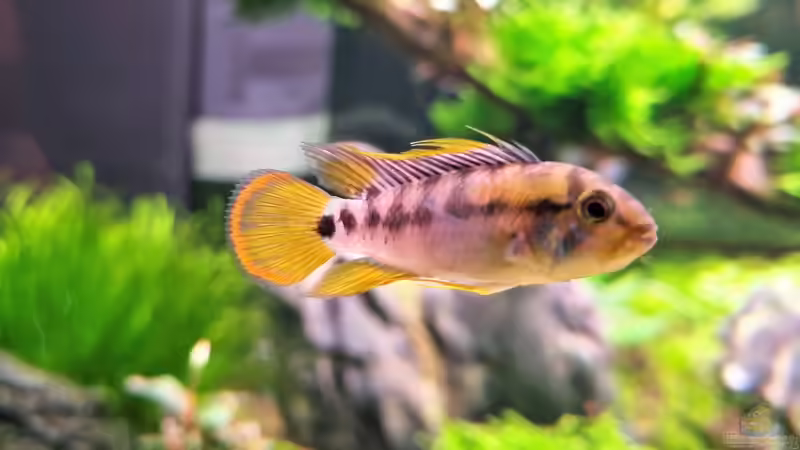 wild nature wild nature