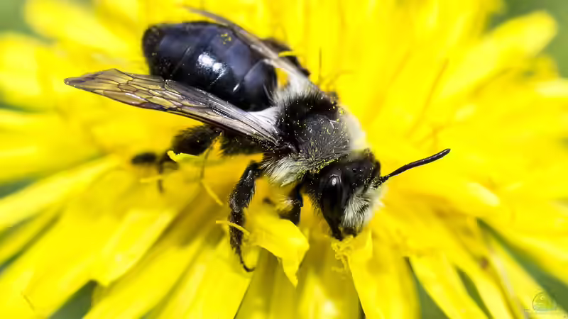 Wildbienen: Diese Arten kannst du im Garten beobachten