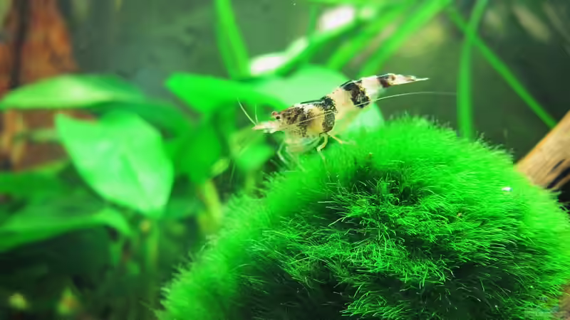 Wilde Hummeln im Aqua !!!