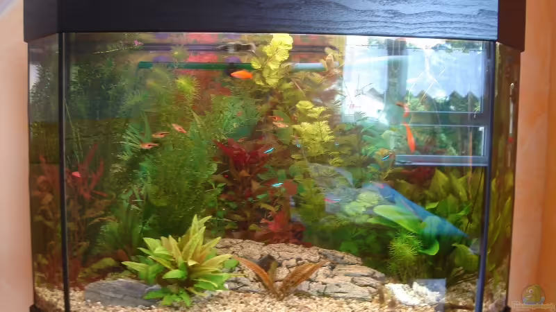 ~Wildtank~ ~Wildtank~