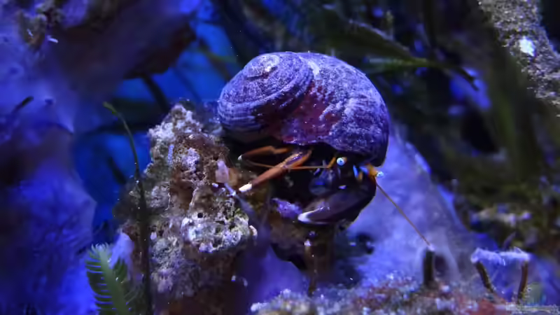 Wirbellose mit austauschbarer Panzerung: Einsiedlerkrebse