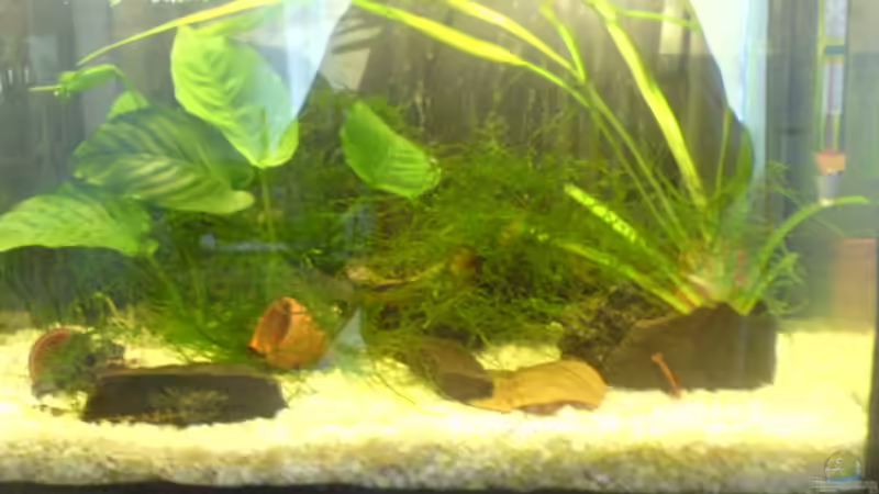 Wirbellose Wirbellose