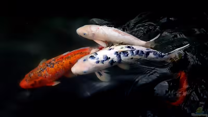 Woher kommen die beliebten Koi-Karpfen?