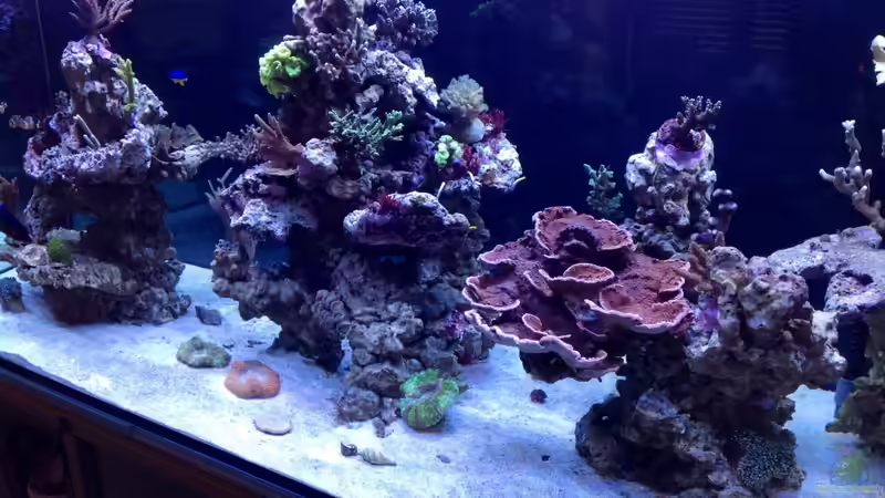 Wohnzimmerriff von Sven und Angela Wohnzimmerriff von Sven und Angela