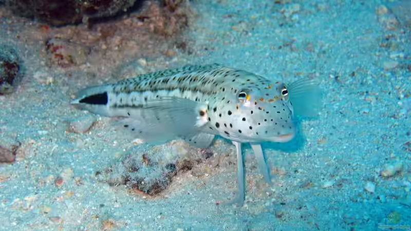 Worauf solltest du beim Kauf des Bodengrunds für ein Meerwasseraquarium achten?