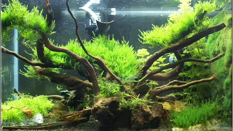 Taxiphyllum spec. Triangelmoos im Aquarium (Einrichtungsbeispiele mit Triangelmoos)