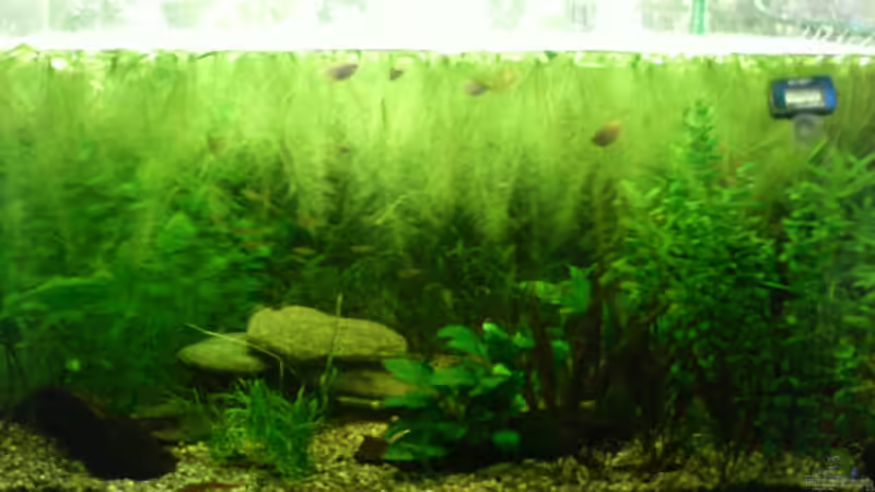 Wurzelland Wurzelland