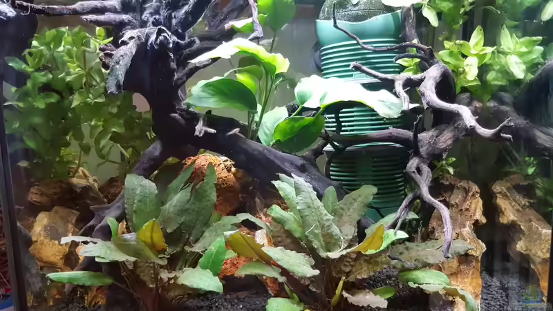 Wurzelwald Wurzelwald