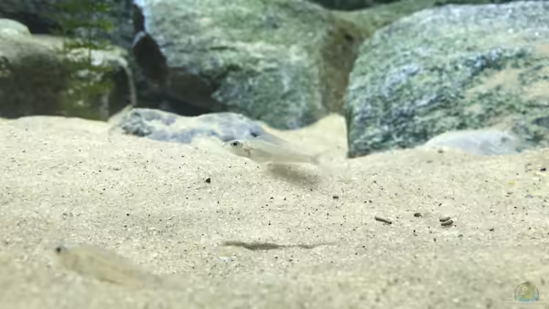 Einrichtungsbeispiele für Aquarien mit Xenotilapia-Arten