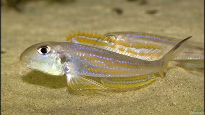 Xenotilapia ochrogenys im Aquarium (Einrichtungsbeispiele für Xenotilapia ochrogenys)