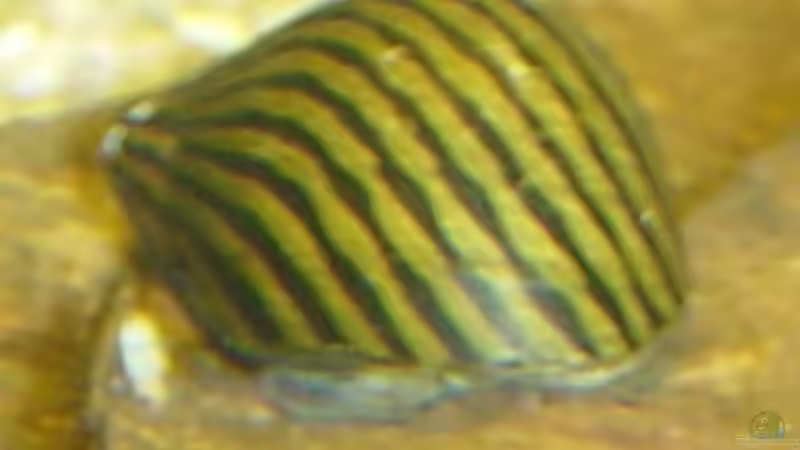 Einrichtungsbeispiele für Aquarien mit Zebra Rennschnecken (Neritina natalensis)
