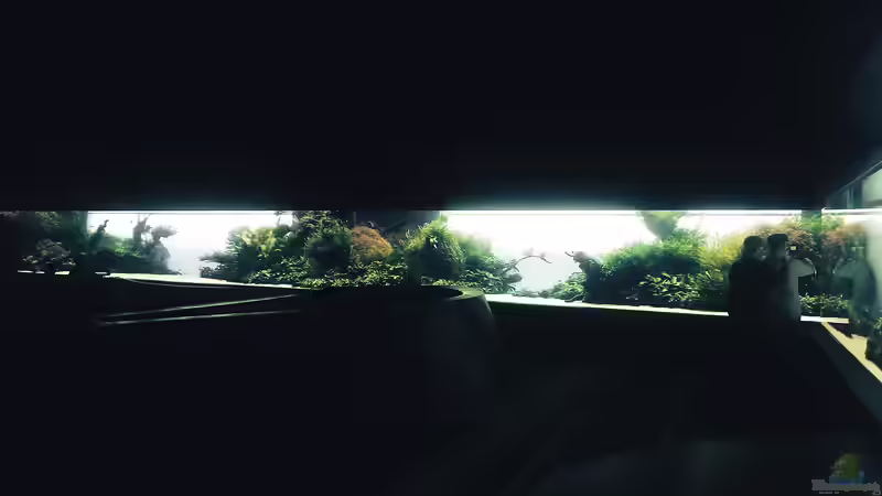 Zen-Ästhetik à la Amano: Die Kunst der Ruhe im Aquascaping