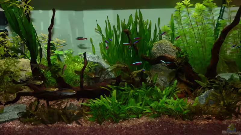 Zewanas kleines Biotop Zewanas kleines Biotop