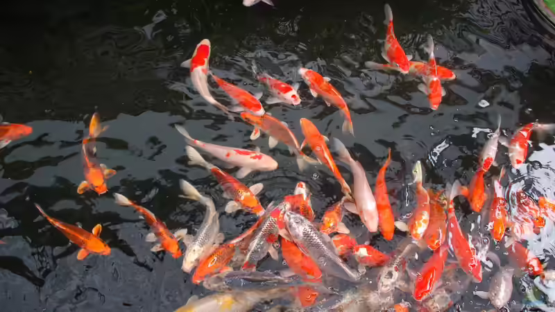 Zierfische aus Taiwan