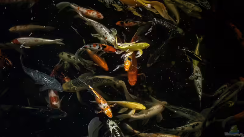 Zierfischhandel weltweit: Das sind die Hotspots