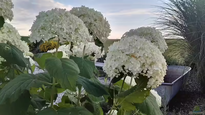 Zinkwannen als Miniteich – Eine gute Wahl?